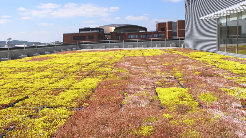 Sedum roof 3 Assembly Square Cardiff Bay, Cooke & Arkwright