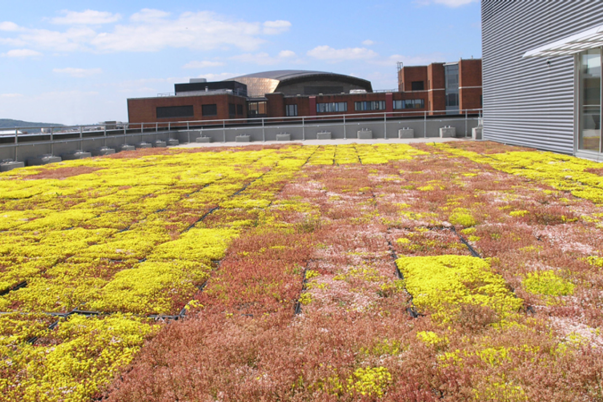 Sedum roof 3 Assembly Square Cardiff Bay, Cooke & Arkwright