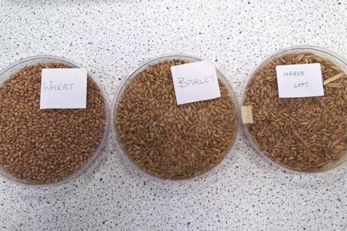 CAAV tutorial grains Cooke Arkwright