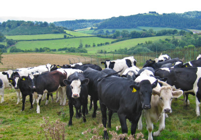 Cattle.jpg