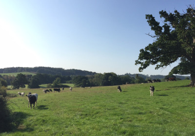 Cows in a field, Cooke & Arkwright