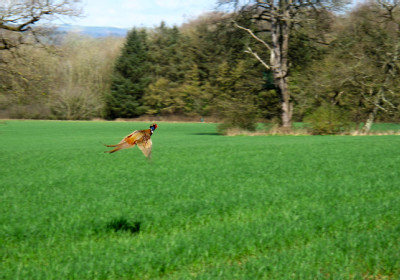 Ewenny-Priory-Estate-pheasant.jpg
