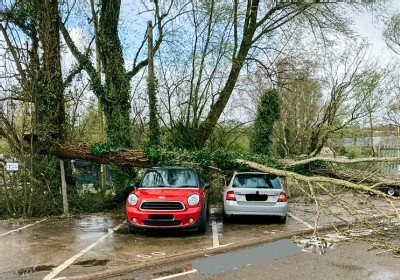 fallen_trees_.jpg
