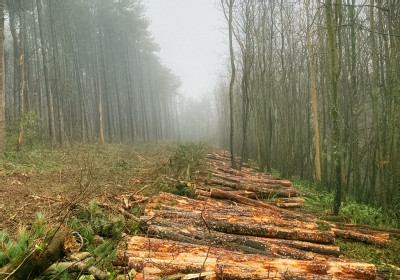 forestry_.jpg