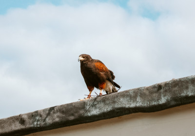 Hawksdrift 