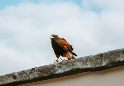 Hawk 1