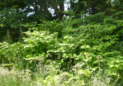 Tangled tendrils of knotweed management 