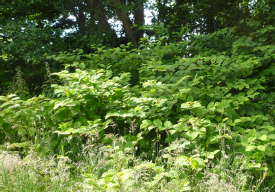 Knotweed-1.jpg